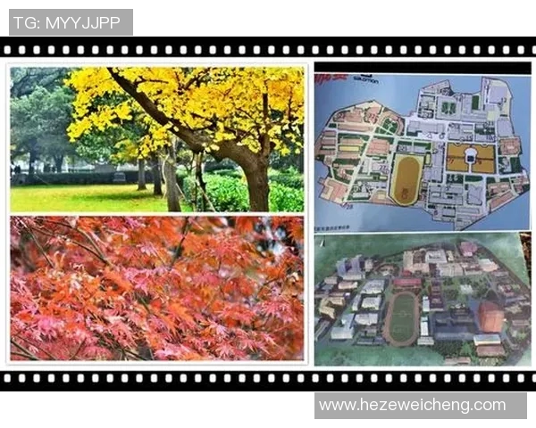 杭州篮球队团队协作深度解析与其他球队的对比分析MBA